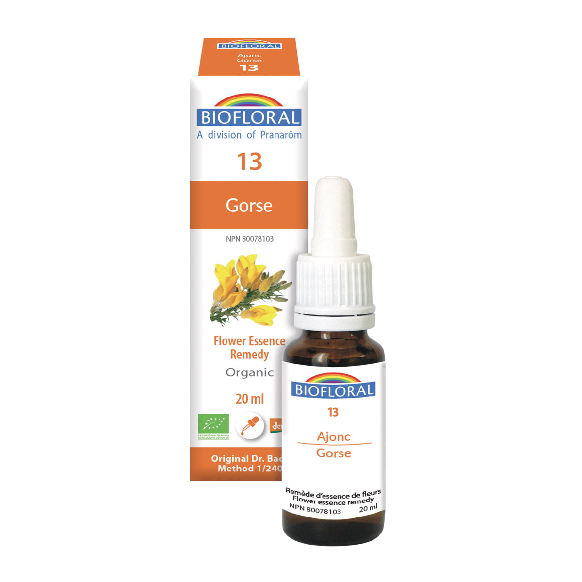 Gorse (20ml)