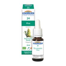 Scots Pine (20ml)