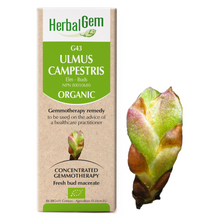 G43 Ulmus Campestris (50ml)